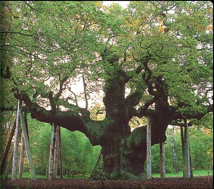 The famous majoroak in the middle of Sherwood Forest